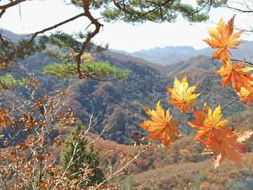35岁小伙爆改山洞隐居4年，选择不婚的另类人生